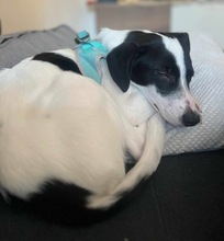 WENDYFLECKI, Hund, Mischlingshund in Oldenburg - Bild 21