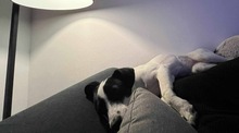 WENDYFLECKI, Hund, Mischlingshund in Oldenburg - Bild 22