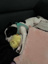 WENDYFLECKI, Hund, Mischlingshund in Oldenburg - Bild 24