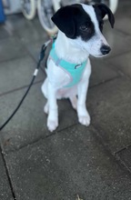 WENDYFLECKI, Hund, Mischlingshund in Oldenburg - Bild 25