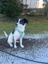WENDYFLECKI, Hund, Mischlingshund in Oldenburg - Bild 26