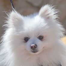 TROY, Hund, Pomeranian in Burgdorf