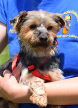 SARA, Hund, Yorkshire Terrier in Weißenfels - Bild 10