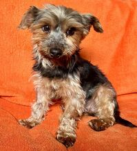 SARA, Hund, Yorkshire Terrier in Weißenfels - Bild 11