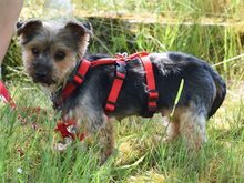 SARA, Hund, Yorkshire Terrier in Weißenfels - Bild 2