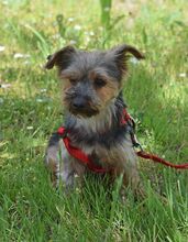 SARA, Hund, Yorkshire Terrier in Weißenfels - Bild 4