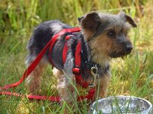 SARA, Hund, Yorkshire Terrier in Weißenfels - Bild 5