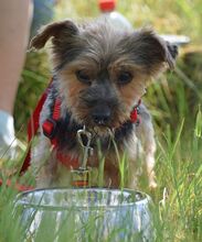 SARA, Hund, Yorkshire Terrier in Weißenfels - Bild 6