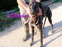 BAMBOLA, Hund, Galgo Español in Wuppertal - Bild 6