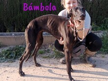 BAMBOLA, Hund, Galgo Español in Wuppertal - Bild 7