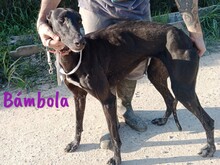 BAMBOLA, Hund, Galgo Español in Wuppertal - Bild 8
