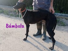 BAMBOLA, Hund, Galgo Español in Wuppertal - Bild 9