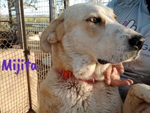 MIJITA, Hund, Herdenschutzhund-Mix in Spanien - Bild 1