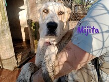 MIJITA, Hund, Herdenschutzhund-Mix in Spanien - Bild 3