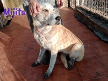 MIJITA, Hund, Herdenschutzhund-Mix in Spanien - Bild 4