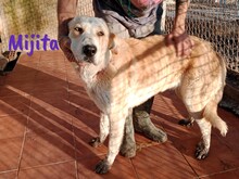 MIJITA, Hund, Herdenschutzhund-Mix in Spanien - Bild 5