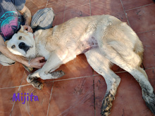 MIJITA, Hund, Herdenschutzhund-Mix in Spanien - Bild 6