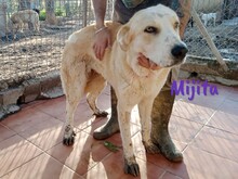 MIJITA, Hund, Herdenschutzhund-Mix in Spanien - Bild 7