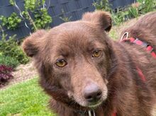 JENNY, Hund, Mischlingshund in Hamminkeln - Bild 1