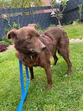 JENNY, Hund, Mischlingshund in Hamminkeln - Bild 2