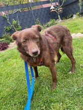 JENNY, Hund, Mischlingshund in Hamminkeln - Bild 3