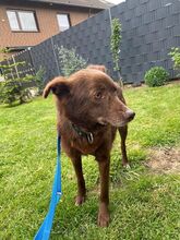 JENNY, Hund, Mischlingshund in Hamminkeln - Bild 4