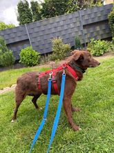 JENNY, Hund, Mischlingshund in Hamminkeln - Bild 5