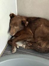 JENNY, Hund, Mischlingshund in Hamminkeln - Bild 7