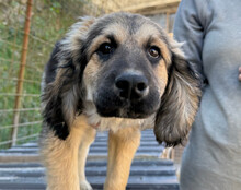 JULIO, Hund, Mischlingshund in Kroatien - Bild 10