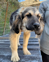 JULIO, Hund, Mischlingshund in Kroatien - Bild 11