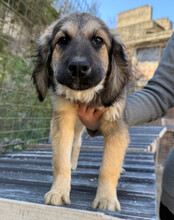 JULIO, Hund, Mischlingshund in Kroatien - Bild 12