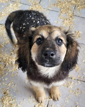 JULIO, Hund, Mischlingshund in Kroatien - Bild 13