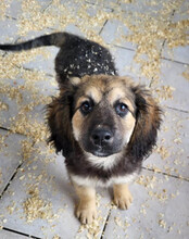 JULIO, Hund, Mischlingshund in Kroatien - Bild 14
