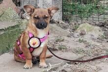 SHAZIA, Hund, Mischlingshund in Bergen