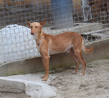 MOSTO, Hund, Podenco Andaluz in Spanien - Bild 1