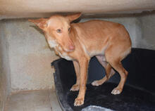MOSTO, Hund, Podenco Andaluz in Spanien - Bild 2