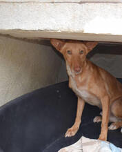 MOSTO, Hund, Podenco Andaluz in Spanien - Bild 3