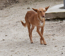 MOSTO, Hund, Podenco Andaluz in Spanien - Bild 4