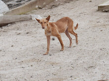 MOSTO, Hund, Podenco Andaluz in Spanien - Bild 6