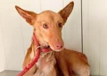 MOSTO, Hund, Podenco Andaluz in Spanien - Bild 7