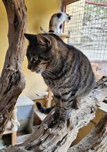 GERRY, Katze, Europäisch Kurzhaar in Spanien - Bild 1