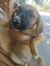 NELE, Hund, Mischlingshund in Rumänien - Bild 9