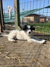 LANDO, Hund, Mischlingshund in Rumänien - Bild 10