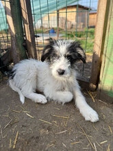 LANDO, Hund, Mischlingshund in Rumänien - Bild 7
