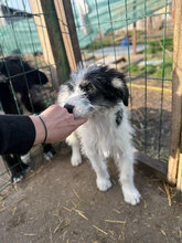 LANDO, Hund, Mischlingshund in Rumänien - Bild 8
