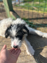 LANDO, Hund, Mischlingshund in Rumänien - Bild 9
