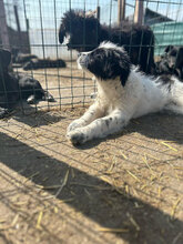 LEXA, Hund, Mischlingshund in Rumänien - Bild 11