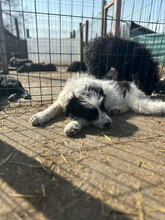 LEXA, Hund, Mischlingshund in Rumänien - Bild 12