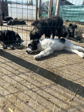 LEXA, Hund, Mischlingshund in Rumänien - Bild 13