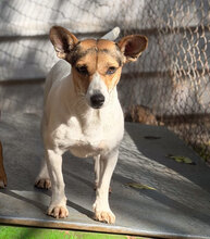 RONYA, Hund, Mischlingshund in Bad Dürkheim